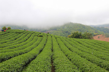 Fototapeta na wymiar gardens of the 101 Tea Plantation:located on Doi Mae Salong Mountain in Chiang Rai province of Thailand, just outside Santikhiri near the Golden Triangle