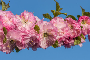 Branch of blooming almond (shrubby cherry - Prunus triloba) flowers