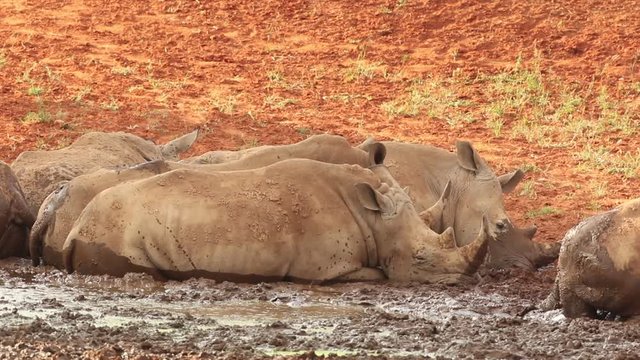 White (square-lipped) rhinoceros (Ceratotherium simum) wallowing in mud at a waterhole, South Africa