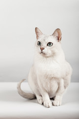 white breed cat sitting