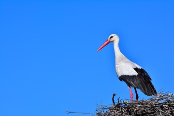 Close-up of white stork in nest
