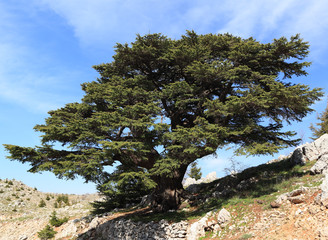 Lebanon Cedar