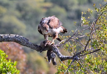 Female bonelli's eagle perched on a branch.