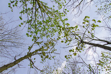 Baumkronen im Frühling im Wald als Weitwinkel