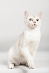 white breed cat sitting