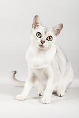 white breed cat sitting