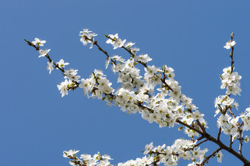 White apple flowers in the spring with a blue sky in the background