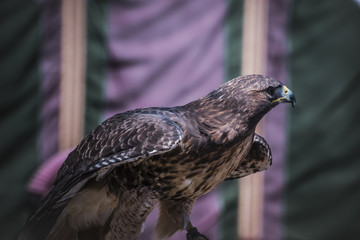 wildlife, exhibition of birds of prey in a medieval fair, detail