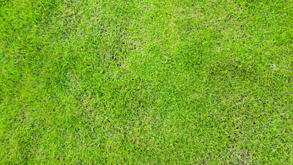 Fototapeta na wymiar green grass texture pattern background