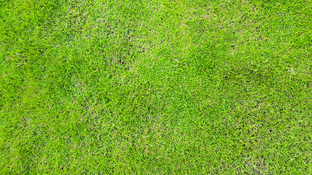 green grass texture pattern background