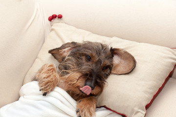 Cane bassotto riposa a letto