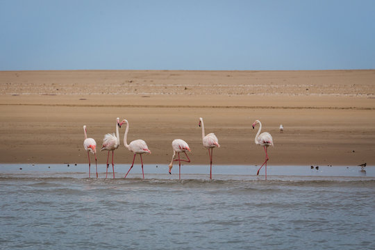 Flamingos on walking on beach