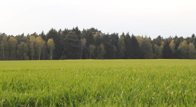 Feld mit Gras im Wind vor Wald ud Rapsfeld