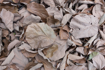 Dry leaves background