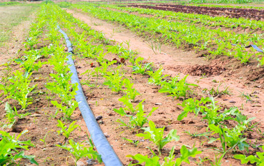 Fototapeta na wymiar salad vegetable growing on plantation : Green Cos vegetable