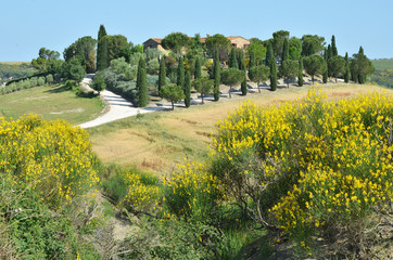 Typical Tuscan landscape. Italy