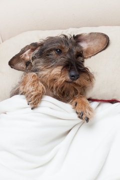 Cane bassotto riposa a letto