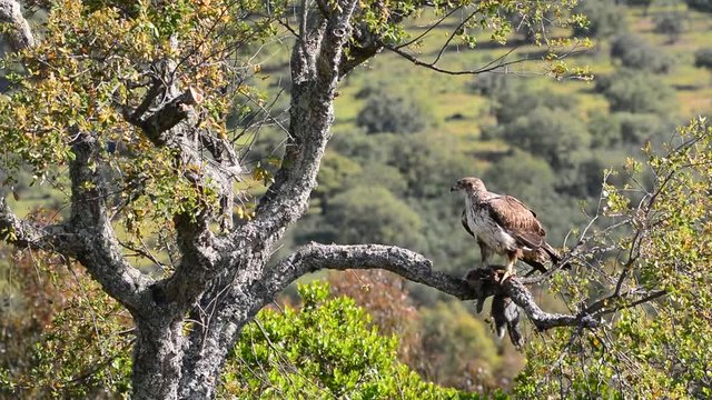 Bonelli's Eagle perched on a branch eating a rabbit.