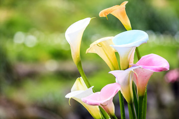 beautiful calla lily with nice background color