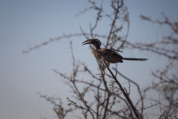 Southern yellow-billed hornbill sitting on a branch
