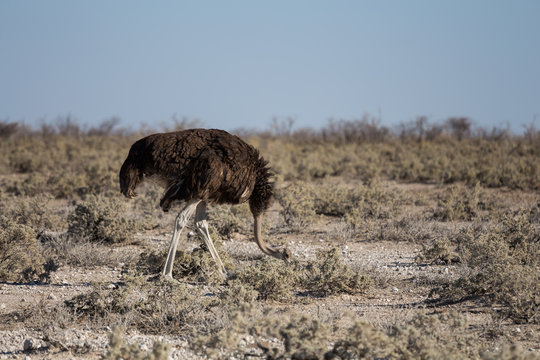 Adult female ostrich