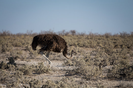 Adult female ostrich