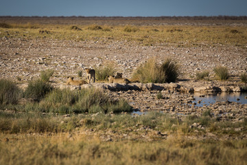 Fototapeta na wymiar Young lions at waterhole