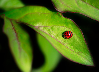ladybug on green leaf