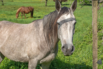 Obraz premium chevaux en pâture