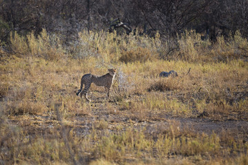 Lone cheetah on the open fields