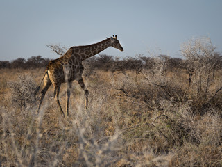 Angolan giraffe walking the open fields