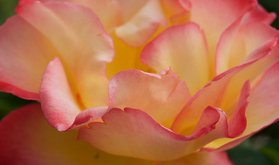 close-up of a beautiful rose