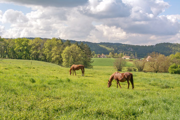 chevaux et campagne périgord noir