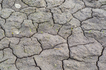 Green sprouts among the dried and cracked earth