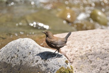 渓流のカワガラス