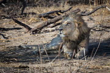 Yong male lion easing in the morning light