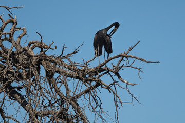Black Stork clearning its feathers