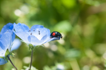 Nemophila and Ladybird
