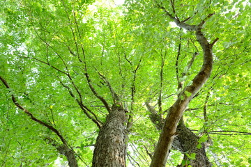 新緑を見上げて