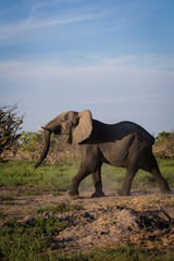 Fototapeta na wymiar Elephant running off