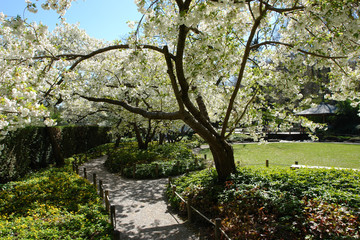 Kirschblüte im Japanischen Garten Augsburg, , Blütenzweige in strahlendem Sonnenlicht