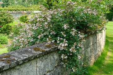 F, Loire, Garten und Park von Château Sasnières, blühender Rosenbusch an Gartenmauer