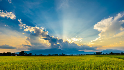 golden rice field in sunset with cloudscape