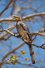 Banana bird sitting in a tree