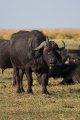 Obraz premium Bird sitting on African buffalos head