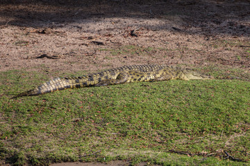 Nile crocodile resting at Okavango delta