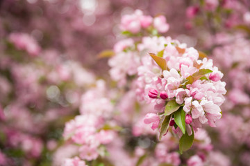 Beautiful apple flowers on tree in spring. Apple tree blossom. Blossom pink apple in the park. Spring time concept.