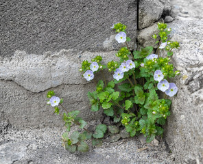 Tiny blue flowers (Veronica filiformis) on grey stone