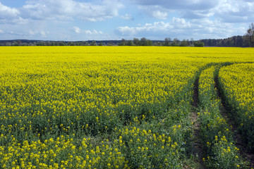 Obraz premium field of rapeseed with beautiful cloud - plant for green energy