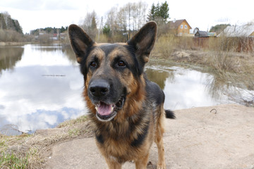 German shepherd dog in beautiful spring day